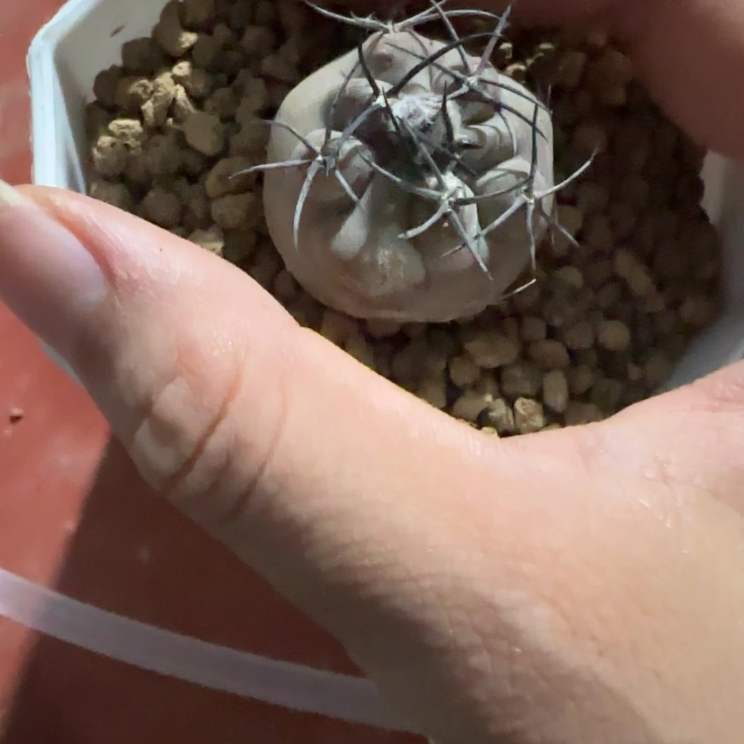 爱*63实生龙爪多肉