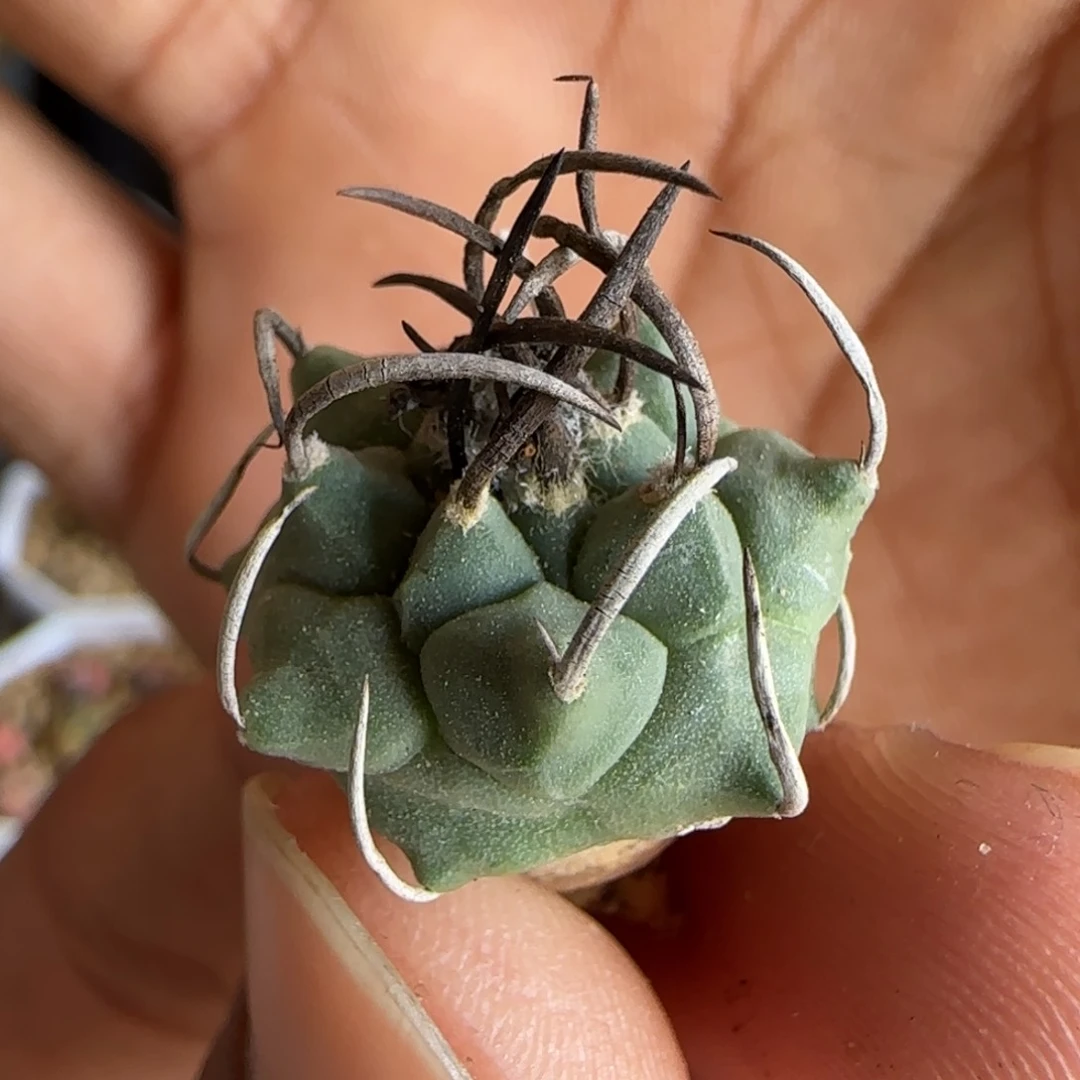 172实生碳刺升云龙。多肉