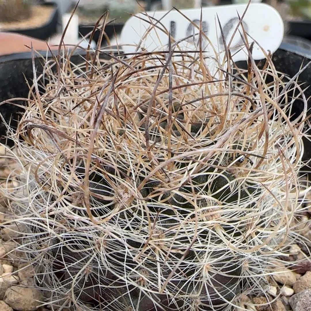 190实生混乱玉。多肉