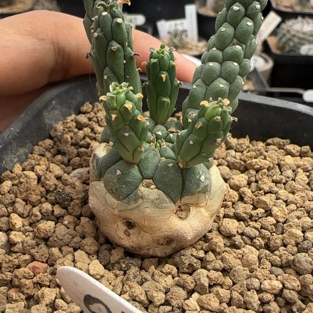 047实生九头龙。多肉