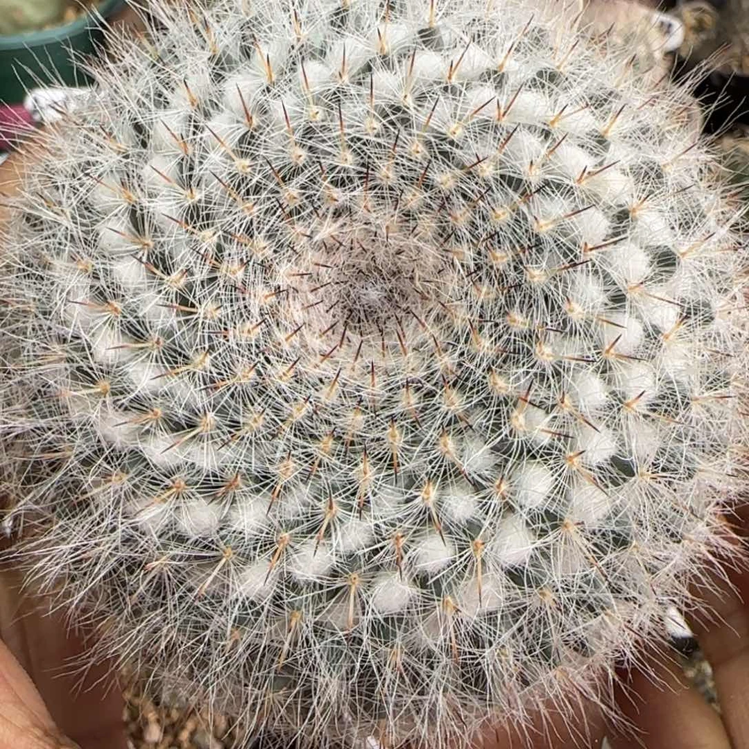 305实生恋山岩。多肉8.7厘米