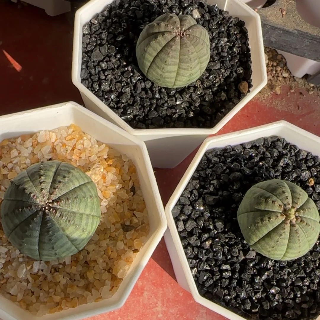 念*368实生三颗布纹球。多肉