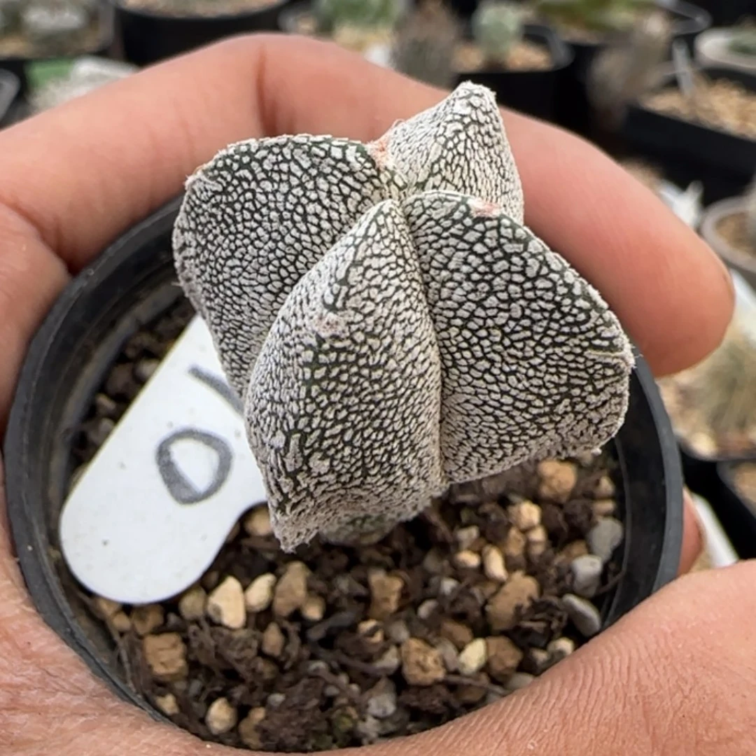 010实生四角ｖ字恩冢。多肉