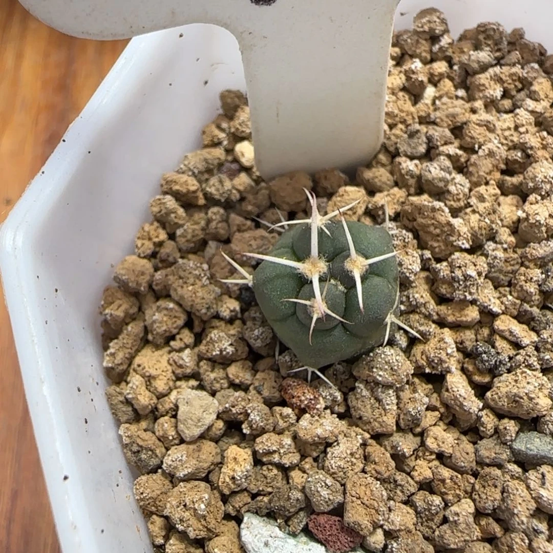 ╃****メ363实生大祥冠幼苗。多肉