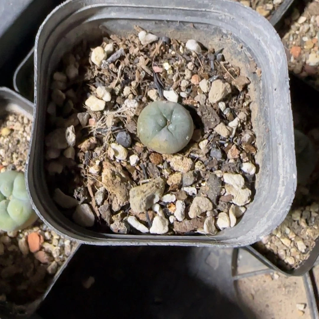 壹**木000000009实生草球多肉