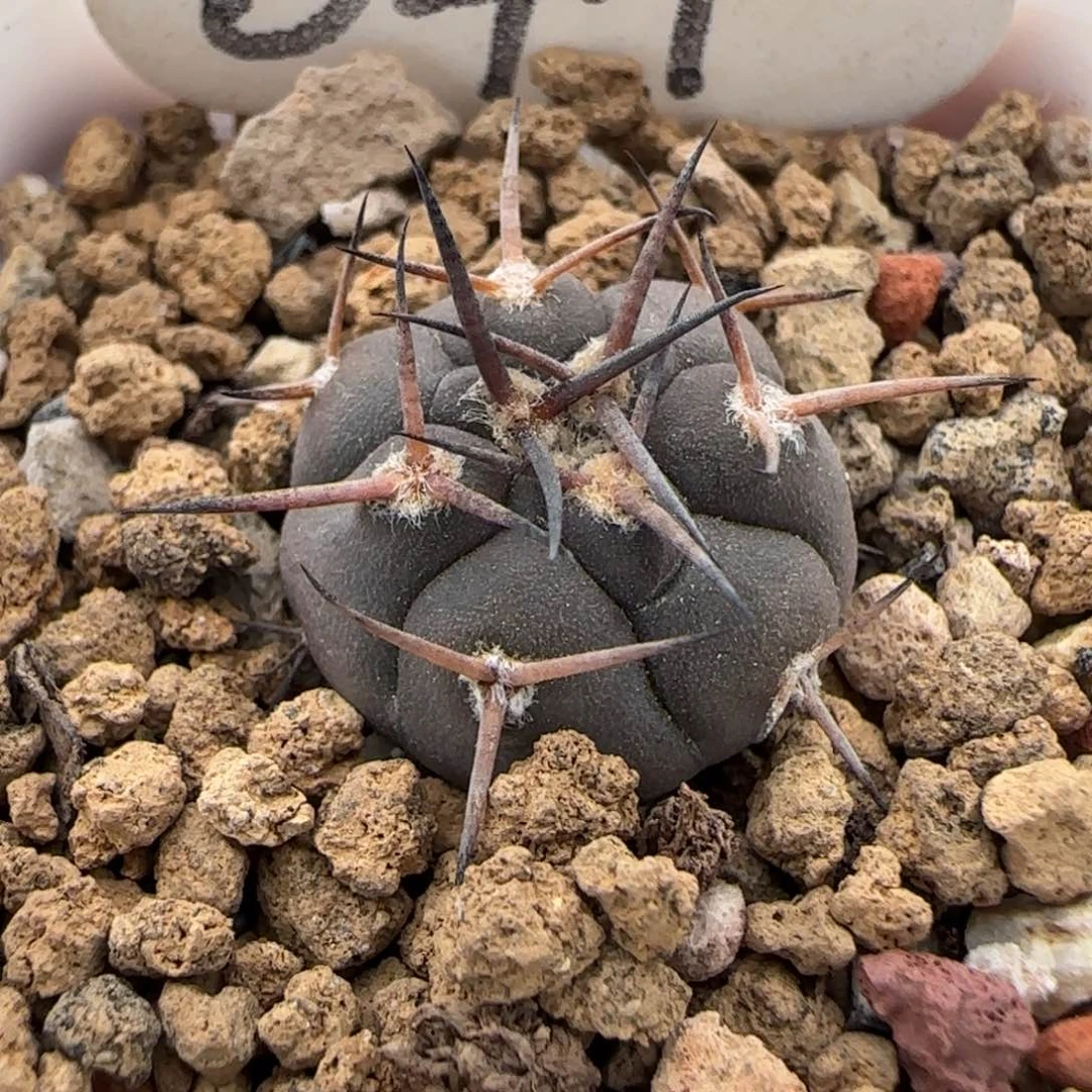 041实生守金摩天龙。多肉