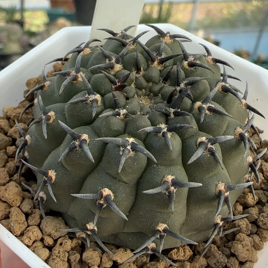 303实生短豪刺黑刺凤头4.7