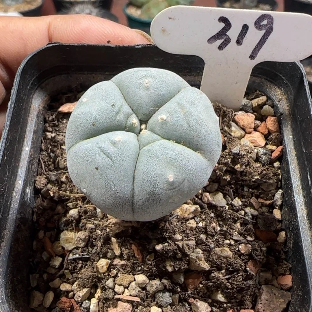 319实生特白肌肋骨阶梯。多肉