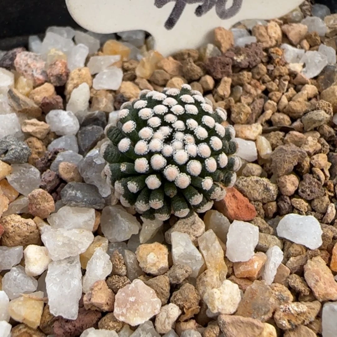 358侧芽自根萝卜根松针牡丹。多肉