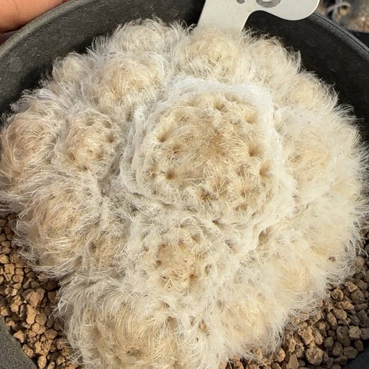 096实生日系输入鹤立羽白星。多肉