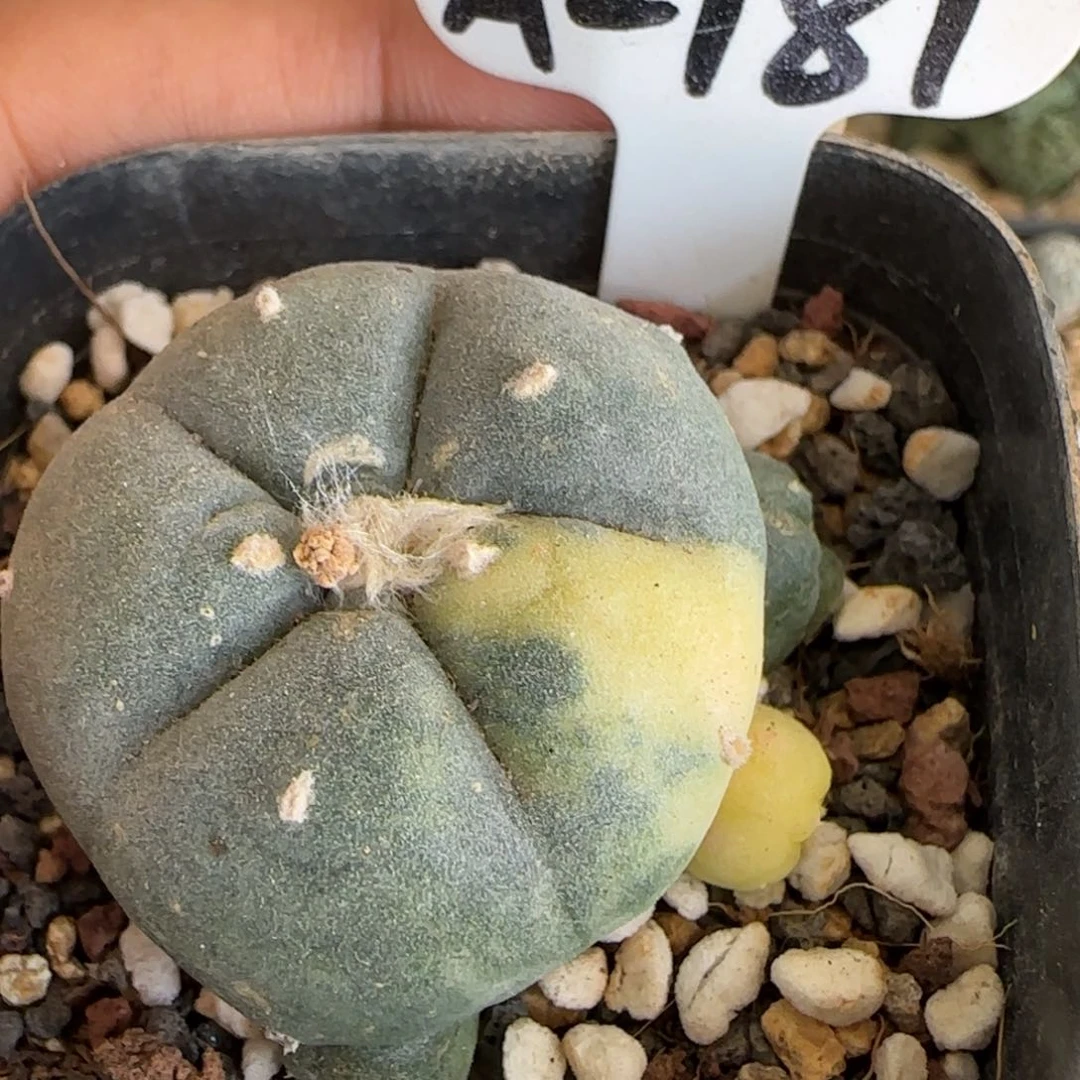 A-181侧芽自根群生海鲜锦。多肉