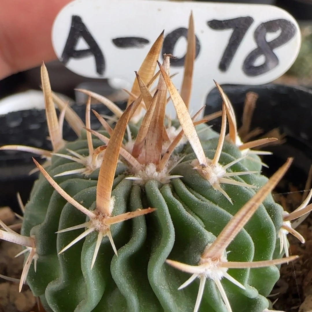 A-078实生喷泉刺振武玉。多肉