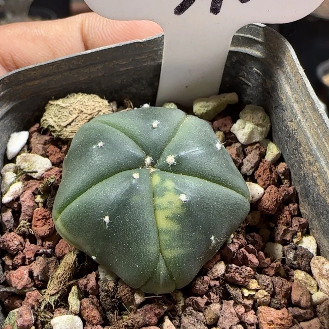 340实生象鼻兜锦。多肉