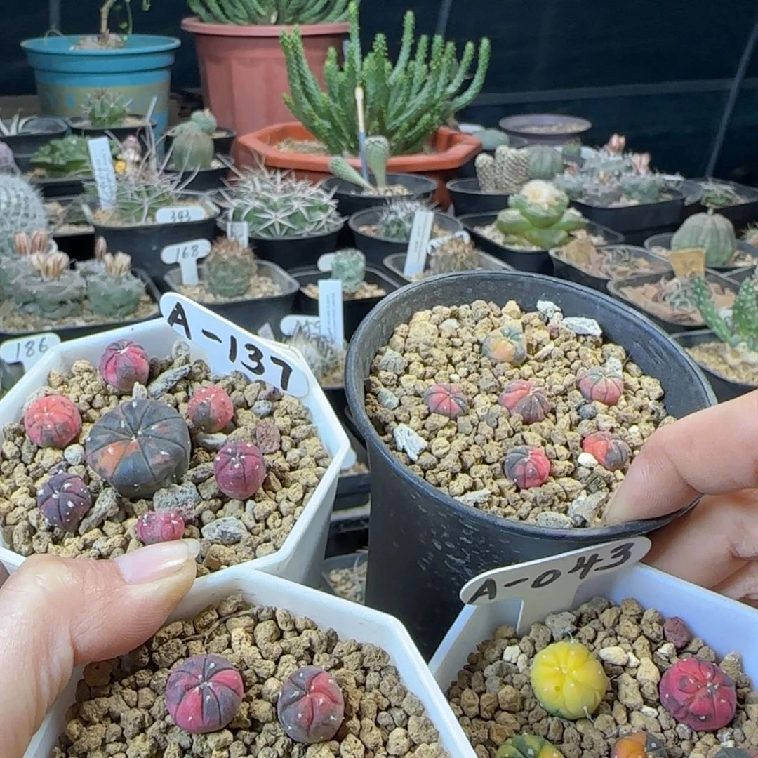 Y****a兜锦4盒多肉00000