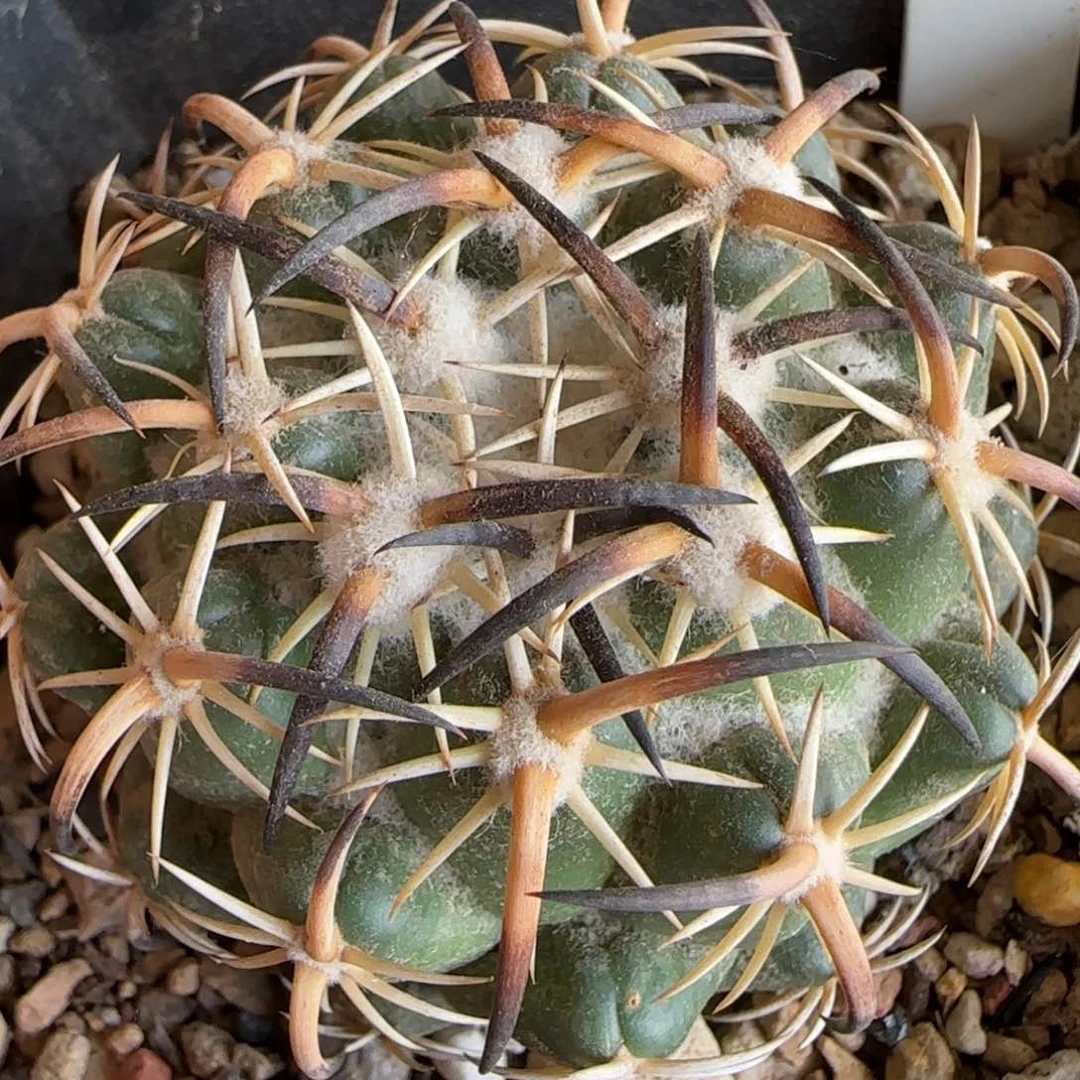 188自根钢钉。多肉5.6厘米