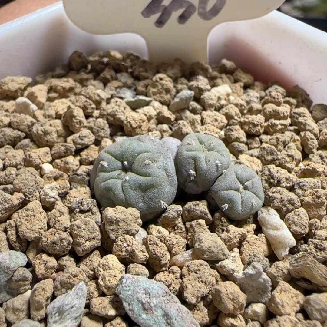 336实生三头大尤海鲜。多肉