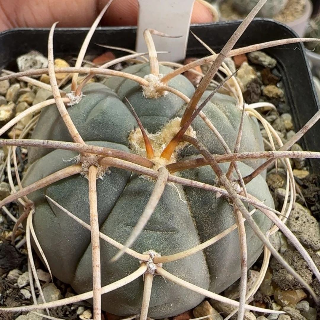 185实生光琳。多肉