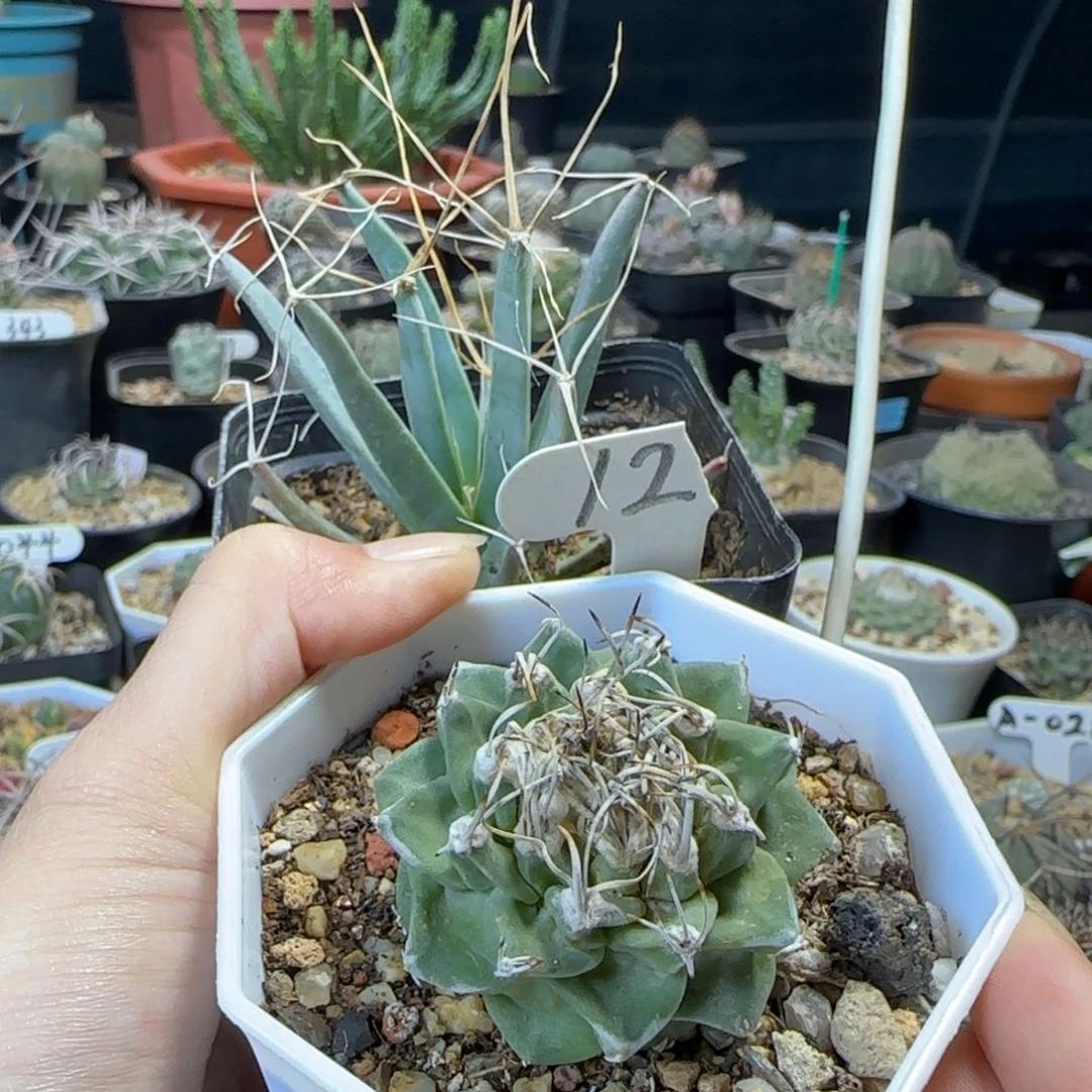 6**112➕17实生光山➕娇丽