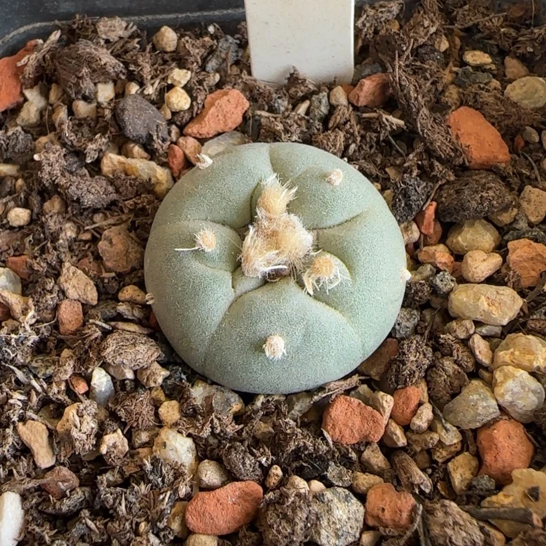 037实生长毛海鲜。多肉