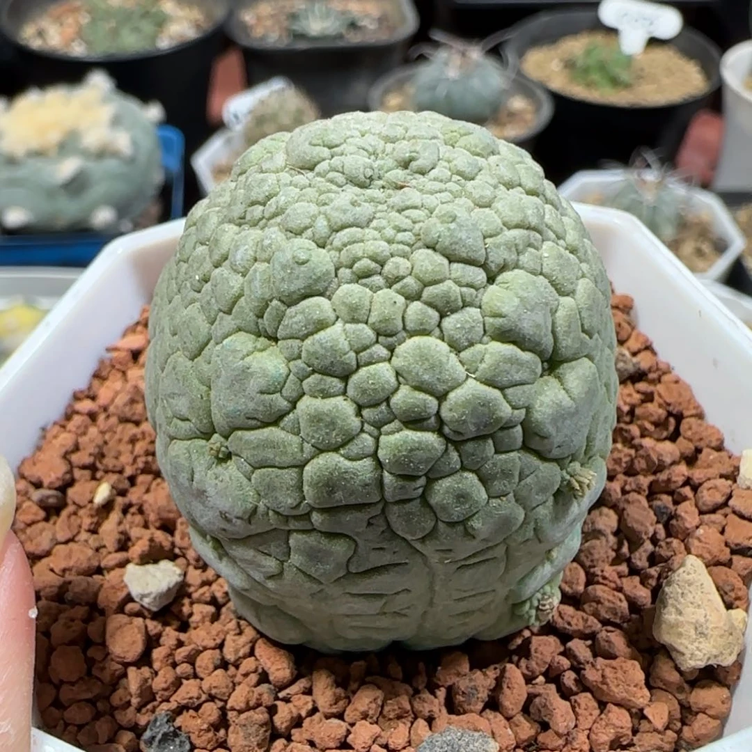A181实生凝蹄玉多肉箐桃花卉
