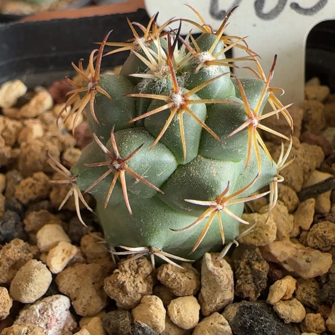 063实生枪骑士。多肉