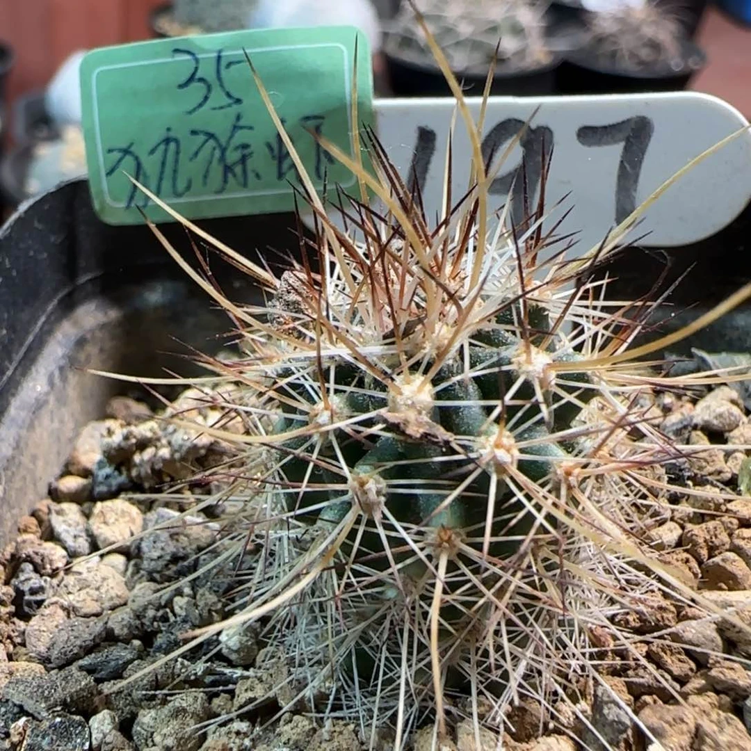 萌*妹197实生犰狳虾箐桃花卉多肉