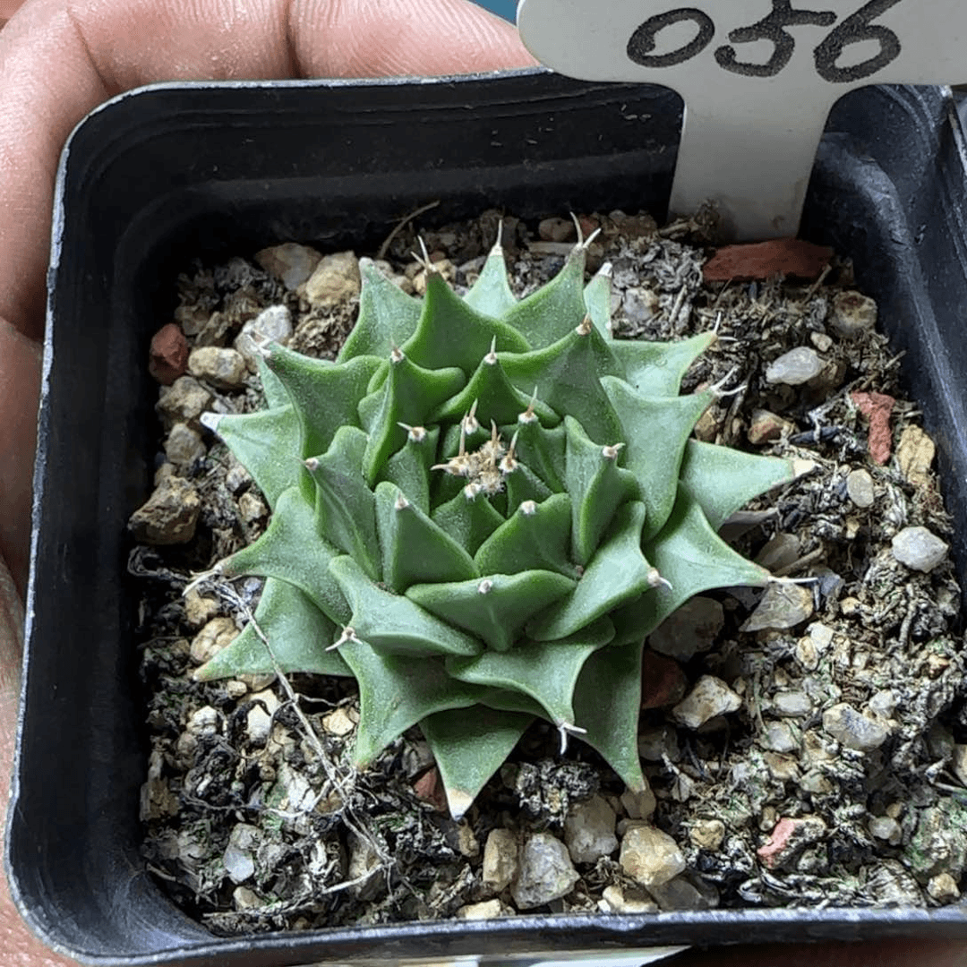 056实生四大名球之一帝冠。多肉