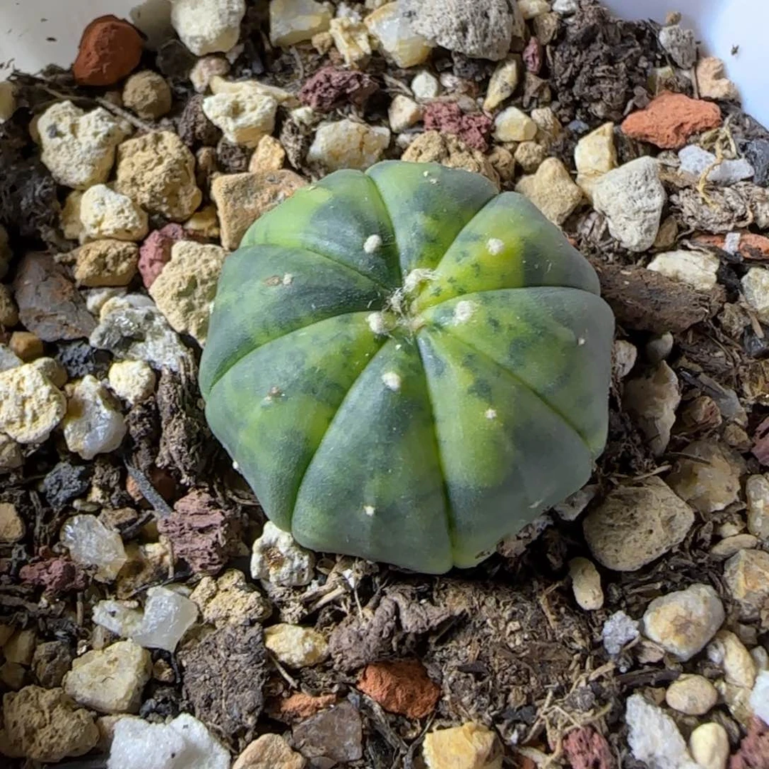 520实生兜锦多肉