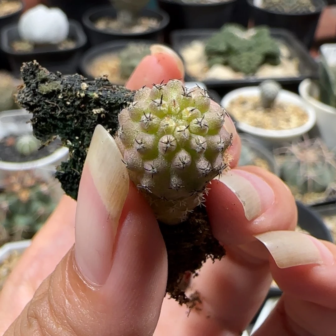131实生紫肌豹头1.3厘米随机一颗择优发货