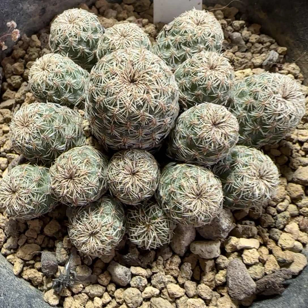 085实生红花沟宝山。多肉