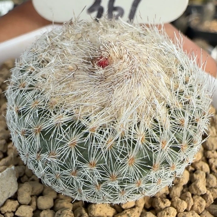 367实生天世界。多肉