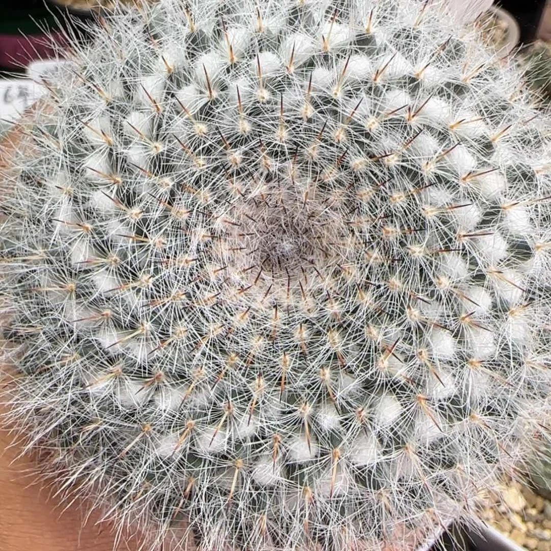 305实生恋山岩。多肉