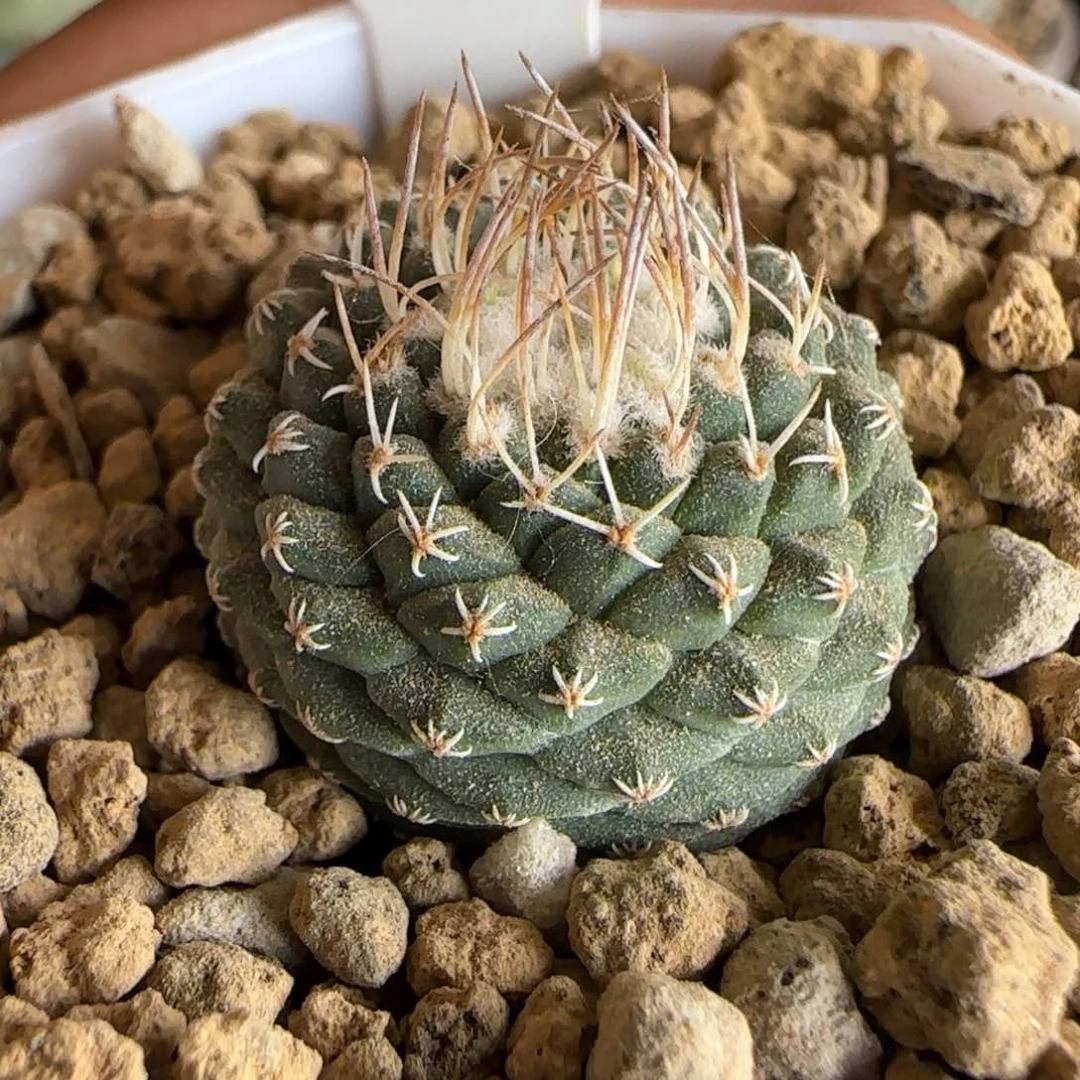 A-111实生菊水。多肉