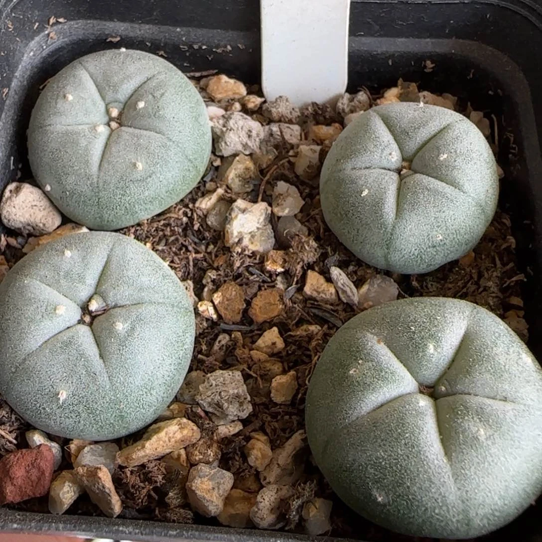 149实生kk海鲜一盒。多肉