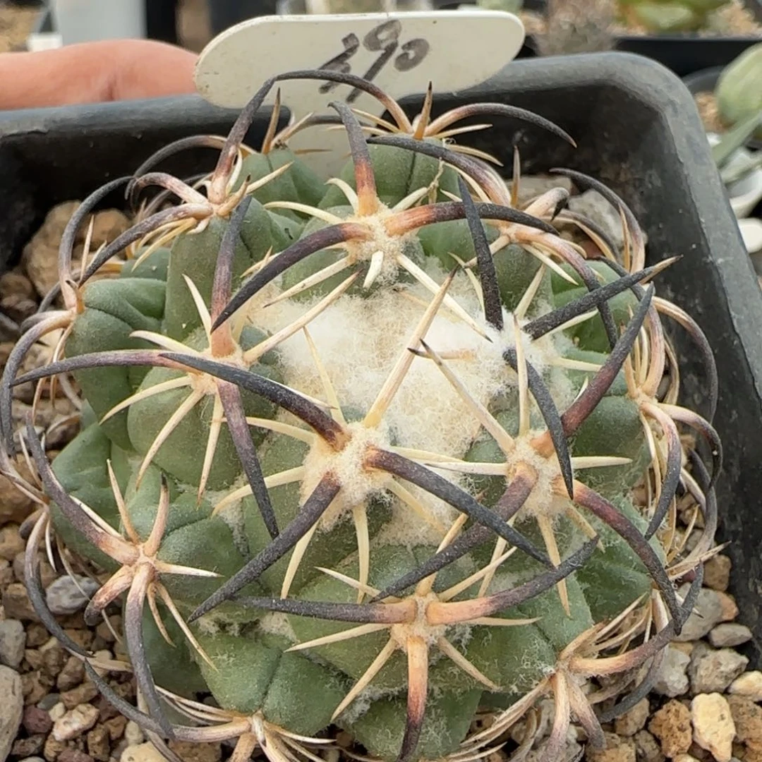 390自根钢钉。多肉5.9厘米