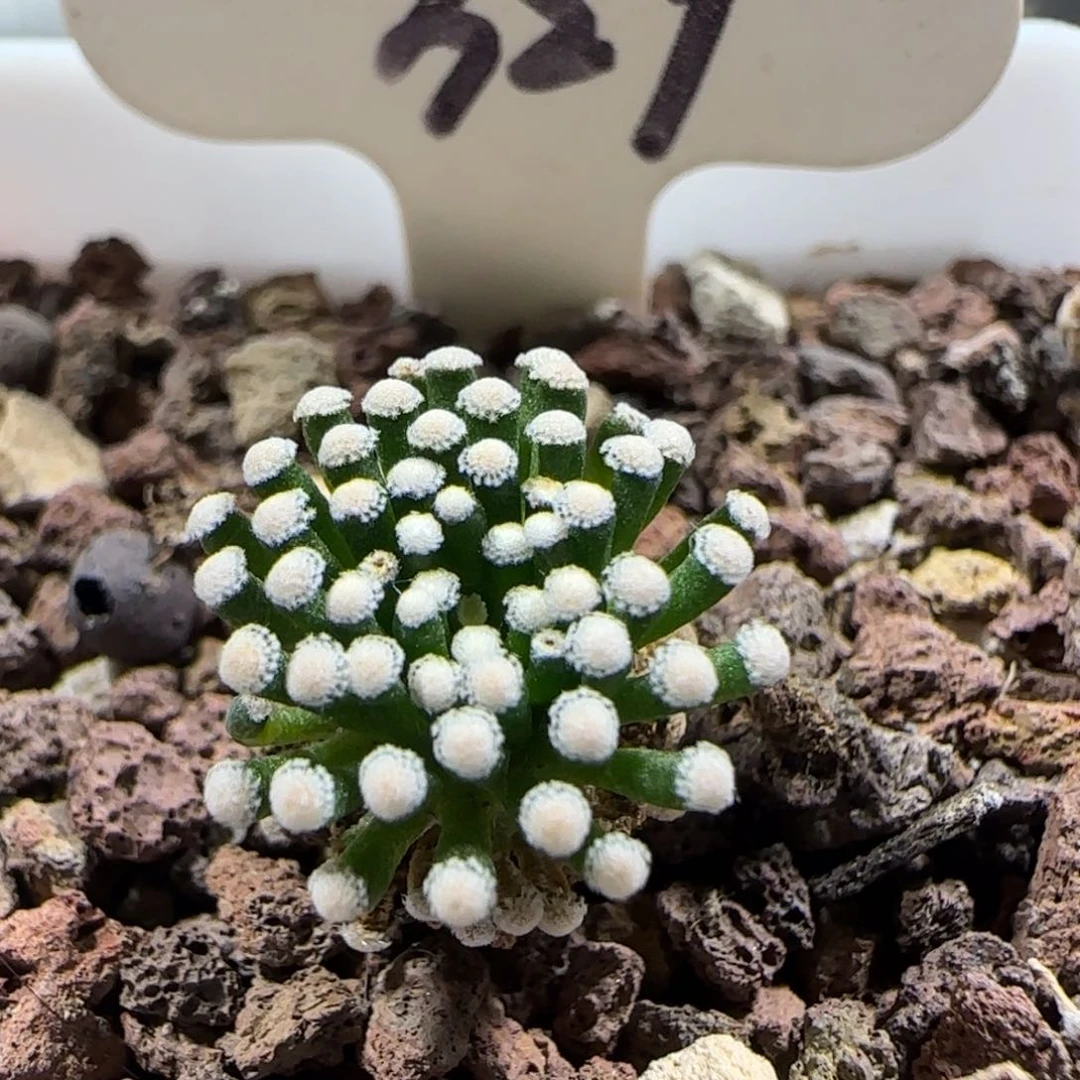 329自根萝卜根松针牡丹多肉福利