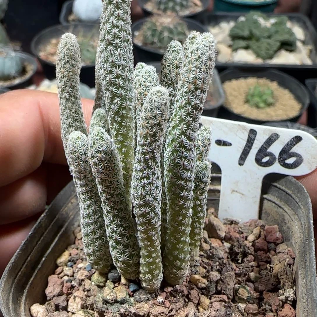 A166实生迷你牧师000