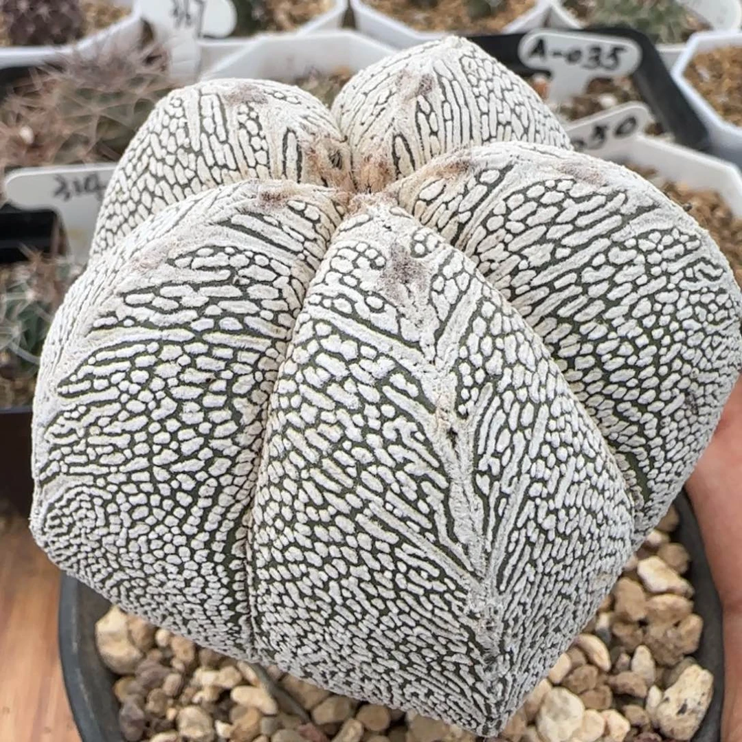 060实生五角v字恩冢。多肉