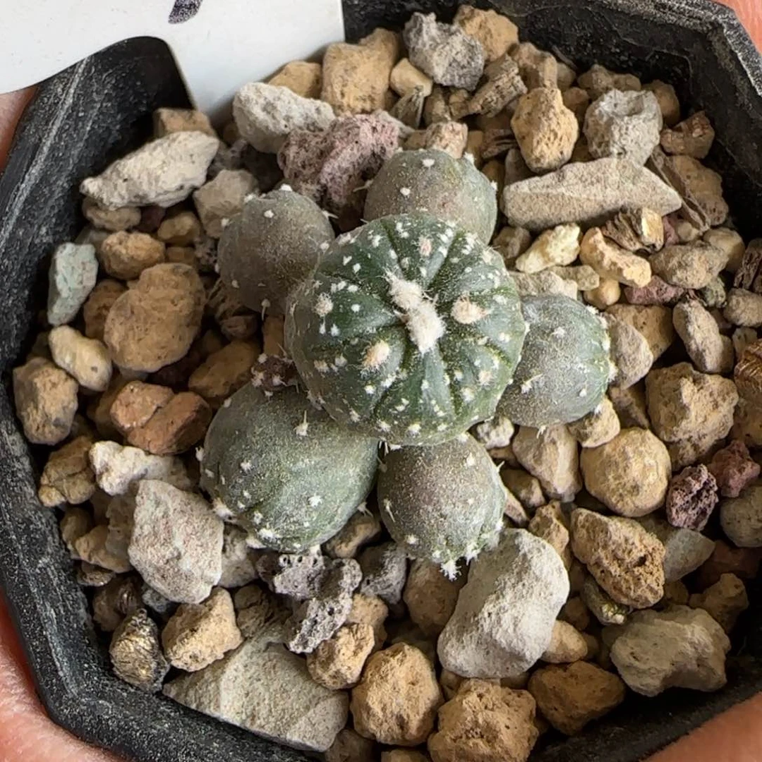 364实生八爪海星琉璃兜。多肉