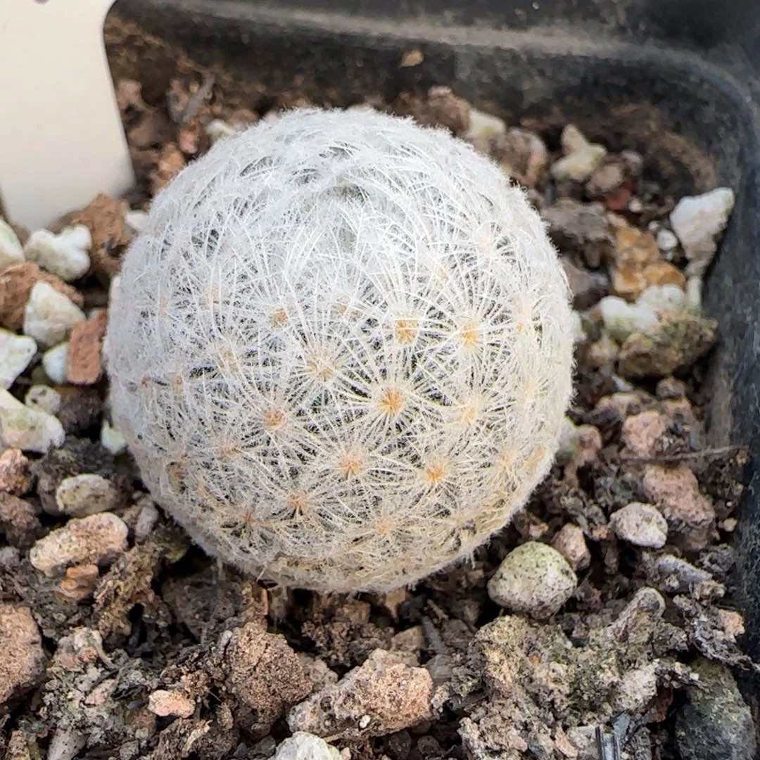 346实生羽姬玉。多肉