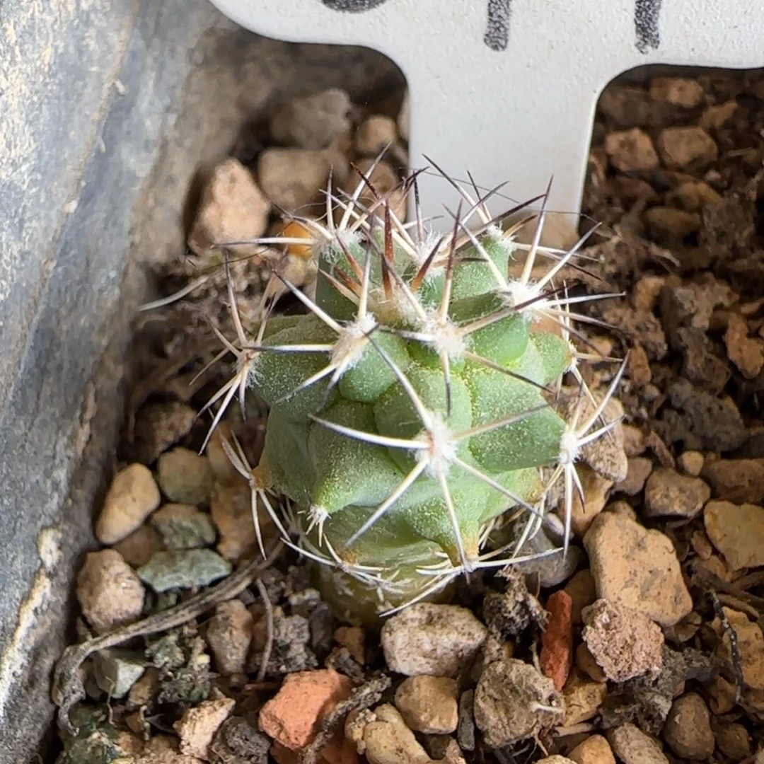 039实生黑枪玉。多肉