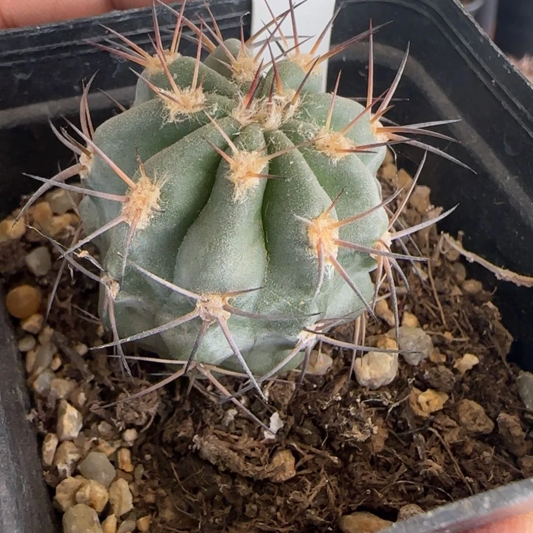 170实生阿寒玉。 多肉