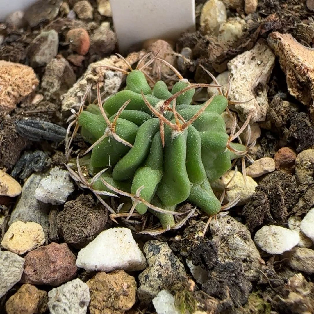 074实生龙剑。（幼苗）。多肉