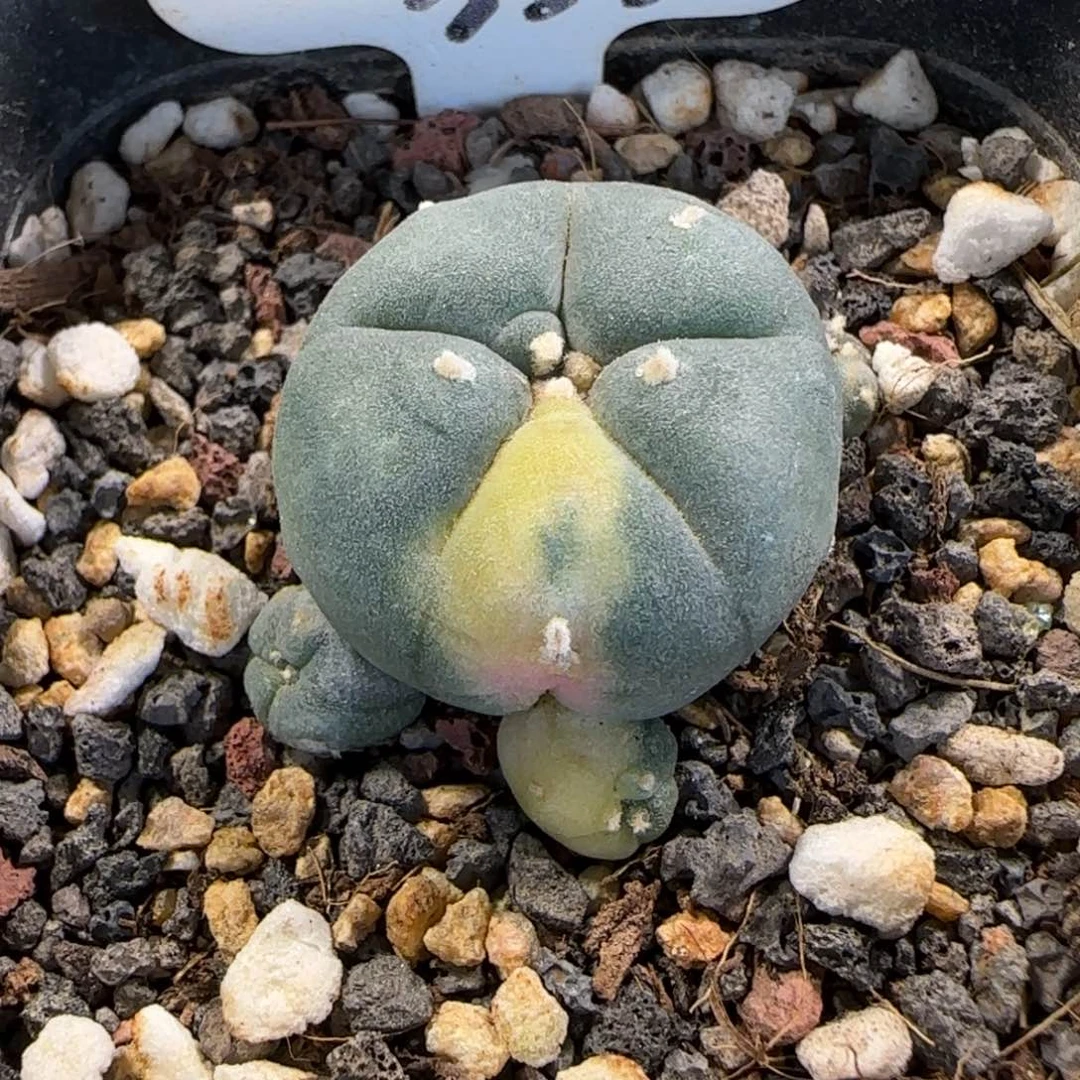 355侧芽自根群生海鲜锦。多肉