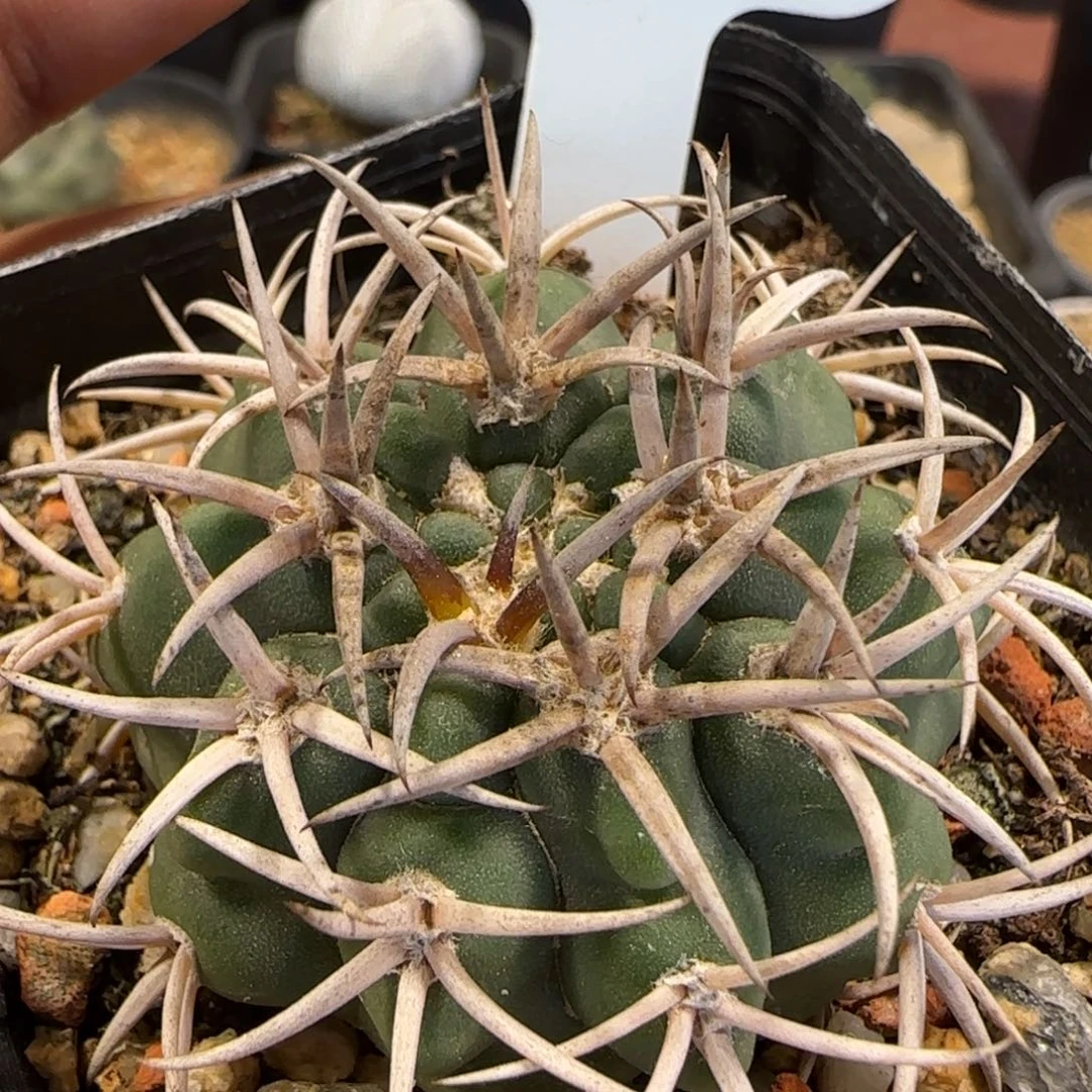 D-001实生碧岩玉。多肉