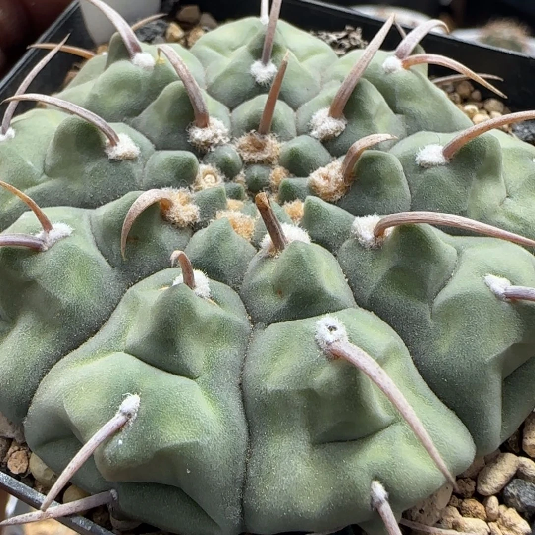 342实生一本刺。多肉