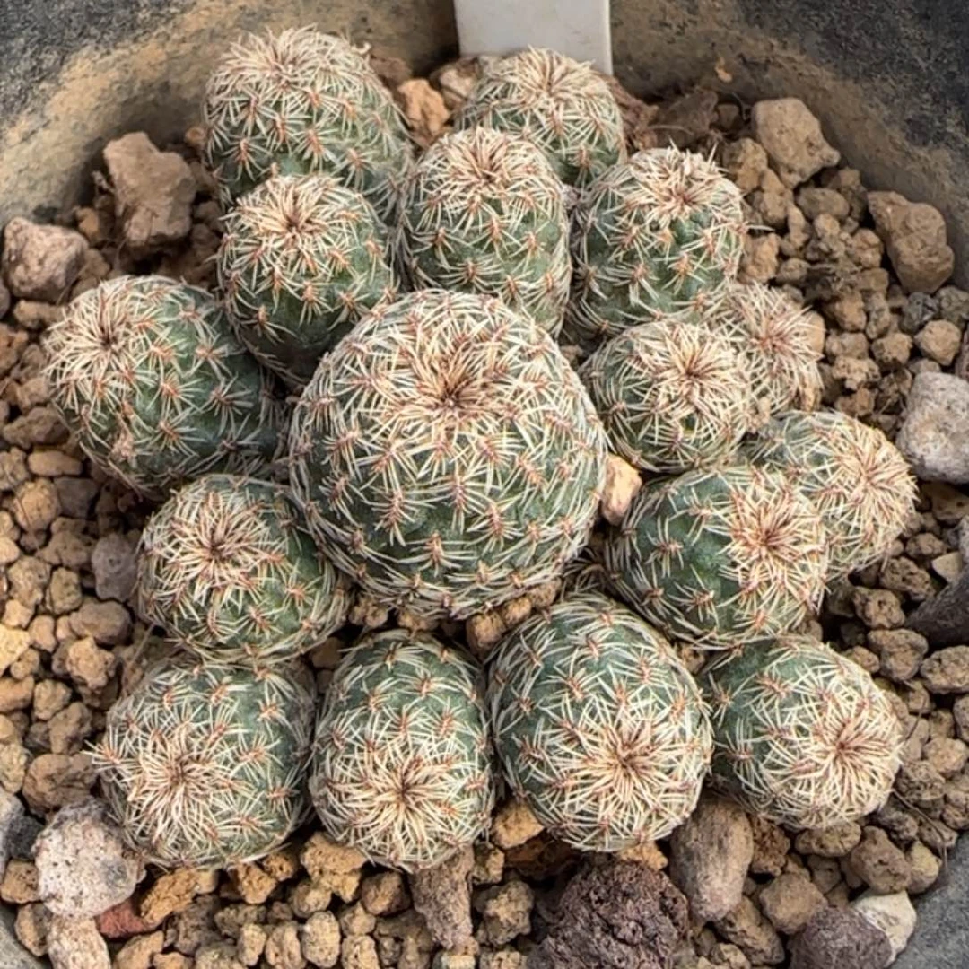 160实生群生红花沟宝山。多肉