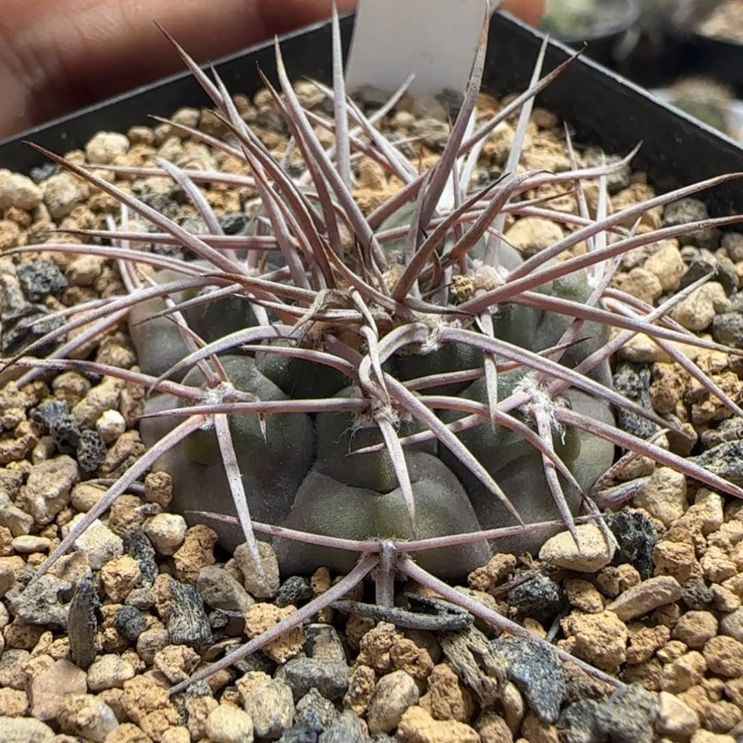 09实生剑魔玉。多肉