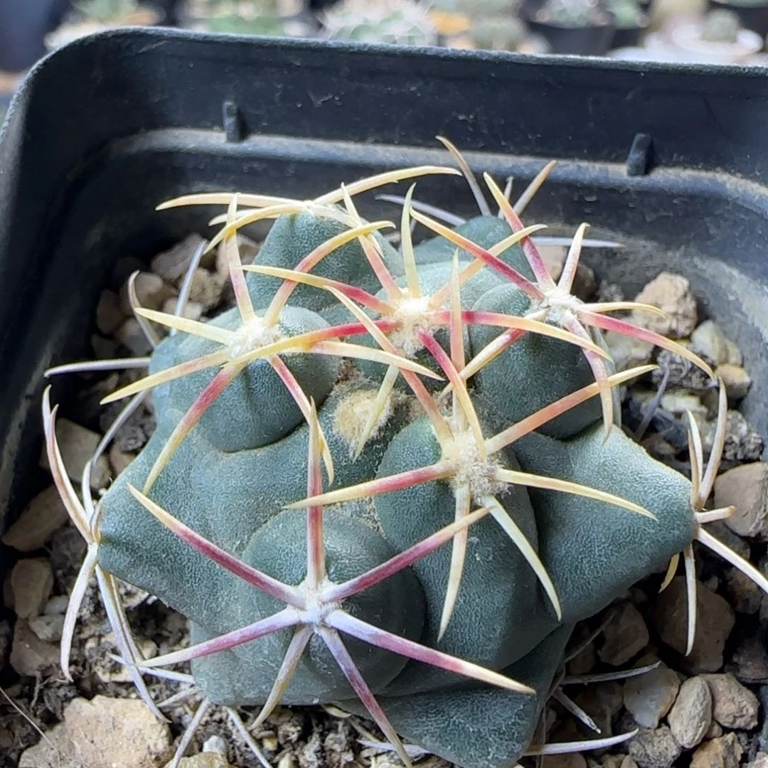 321实生大红鹰多肉4厘米