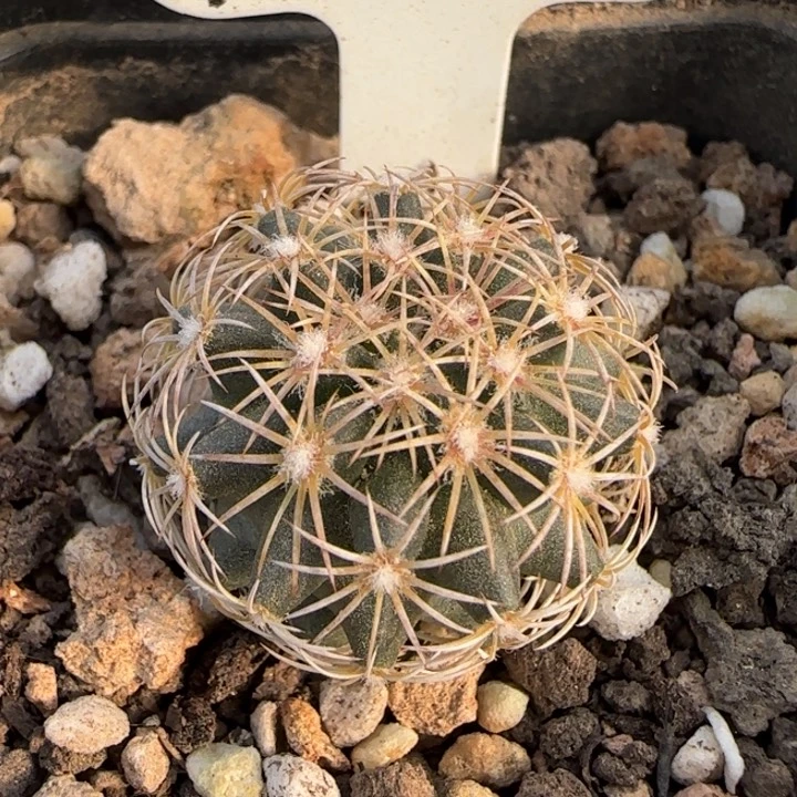 A-061实生红廉玉。多肉